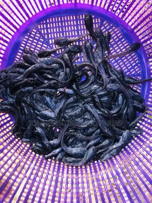 Catfish Juveniles (100 Pcs)