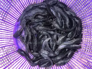 Catfish Juveniles and Fingerlings (100 Pcs)