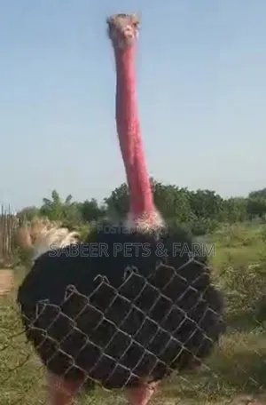 Photo - Adult Male Redneck Ostrich for Sell