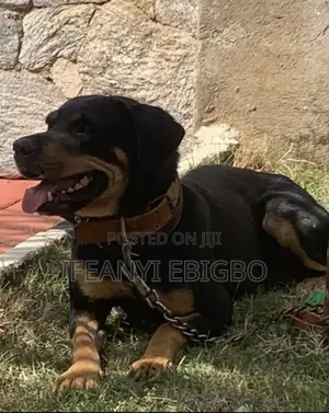 Photo - 1+ year Female Purebred Rottweiler