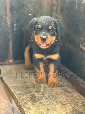 Photo - 1-3 months Male Purebred Rottweiler