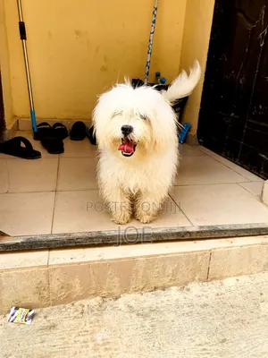 Photo - 3-6 months Male Purebred Maltese