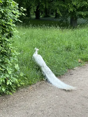 White Peacock for Sale