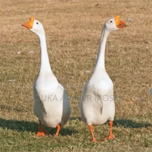 Goose Bird for Sale