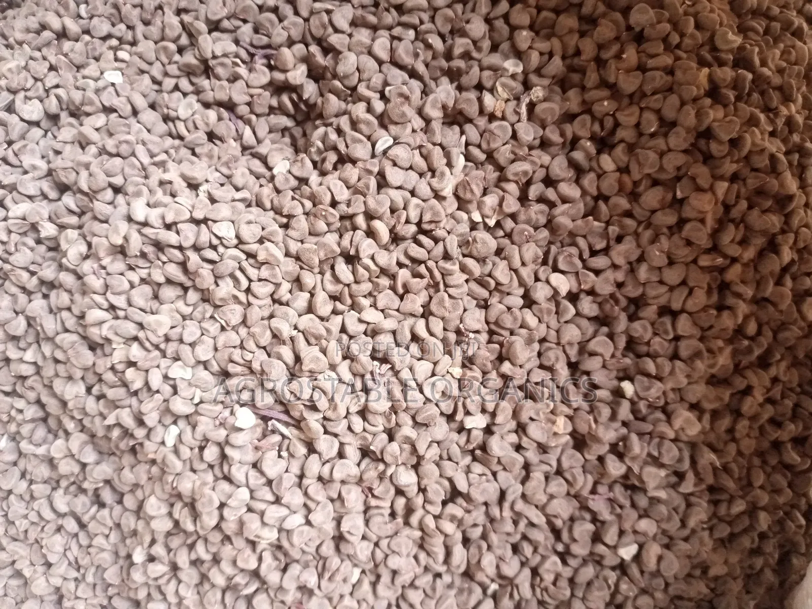 Hibiscus Seeds