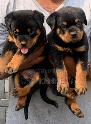 Photo - 1-3 months Female Purebred Rottweiler
