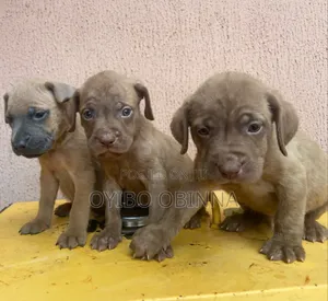 0-1 month Female Purebred Boerboel