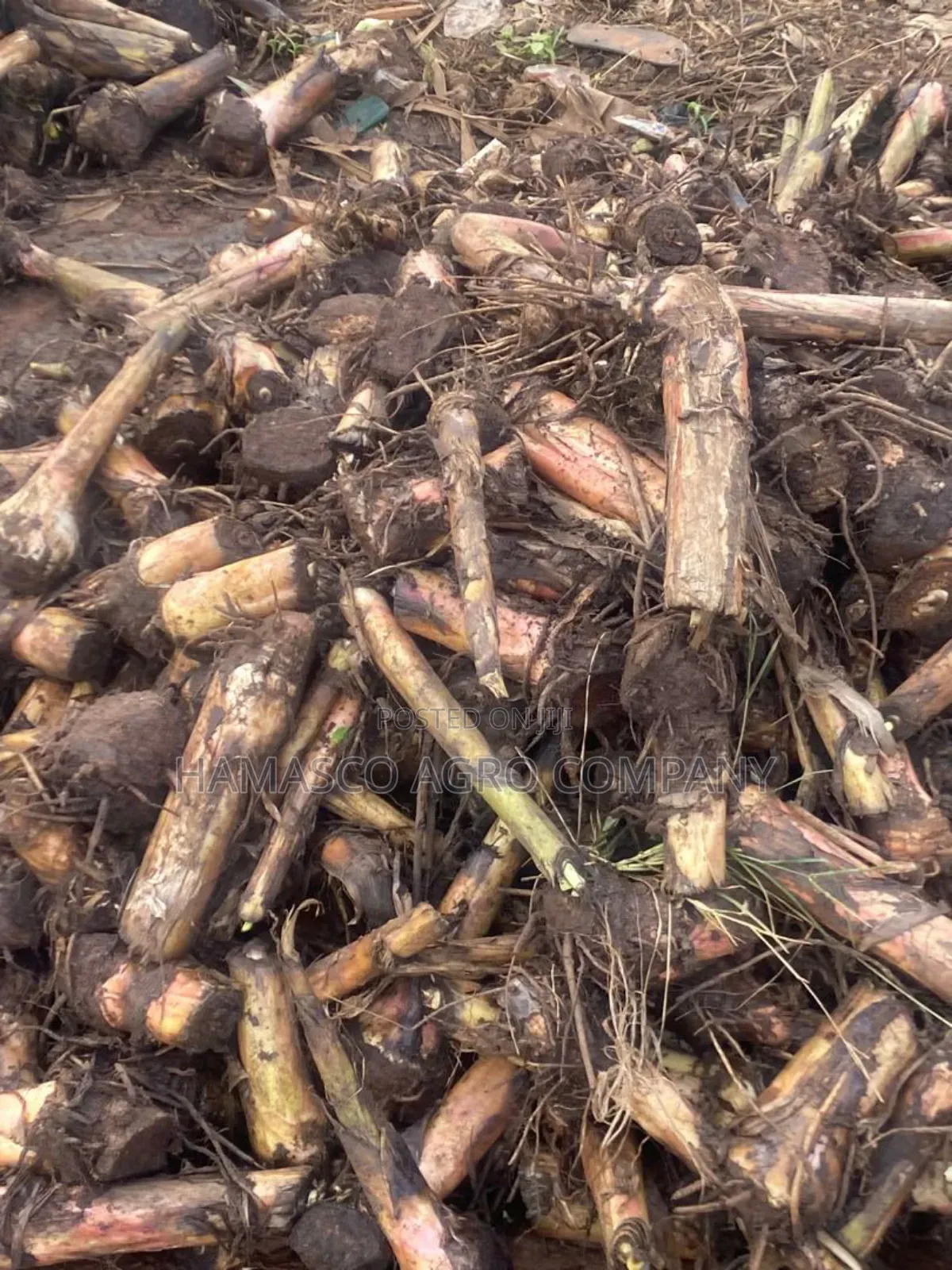 Hybrid Plantain Suckers