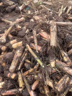 Hybrid Plantain Suckers