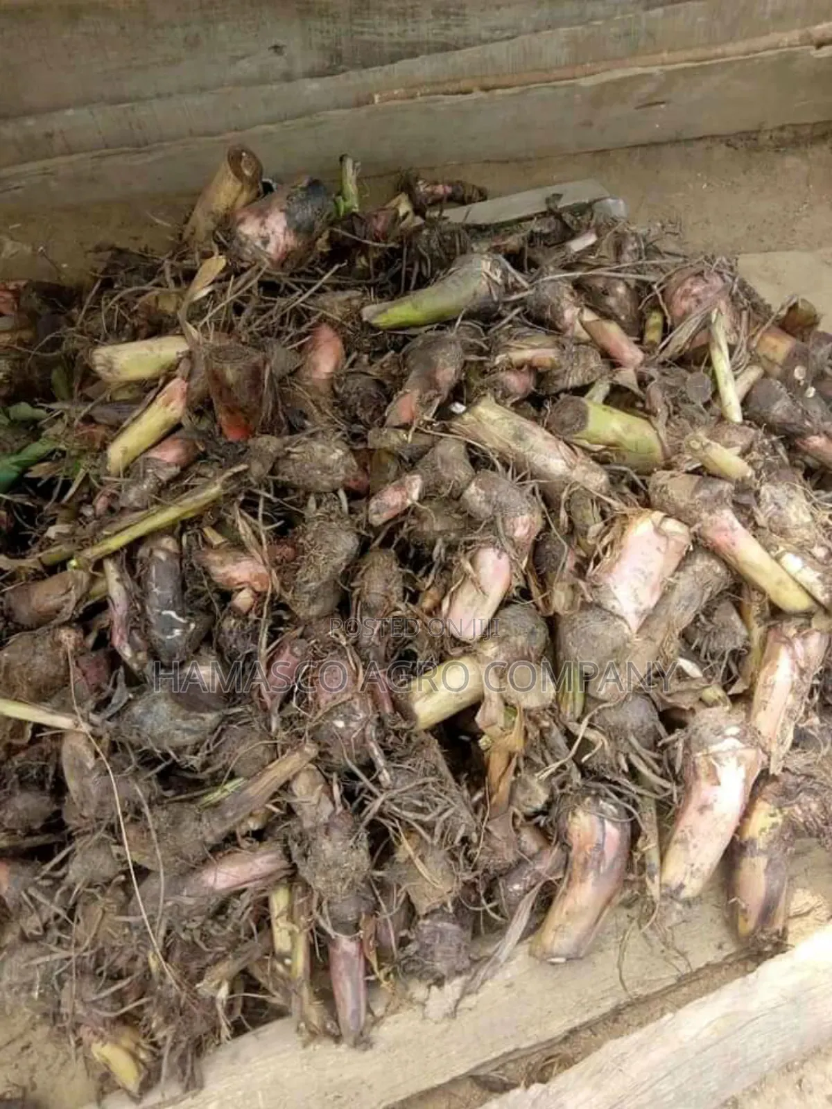 Hybrid Plantain Suckers