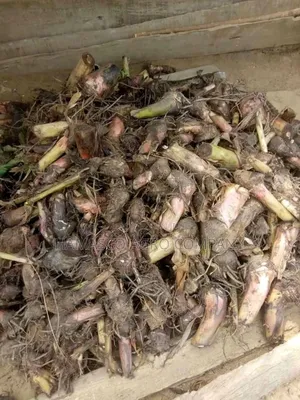 Hybrid Plantain Suckers