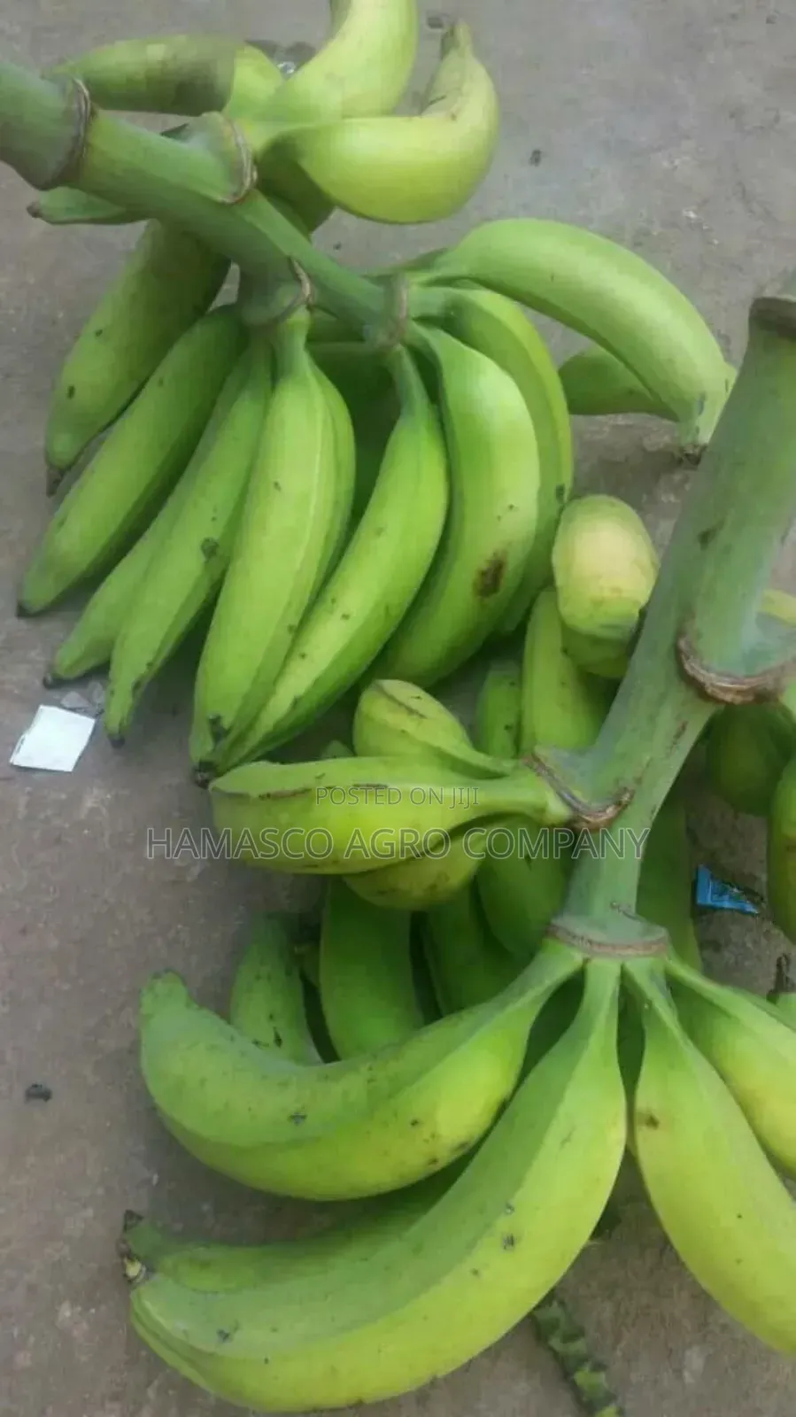 Hybrid Plantain Suckers