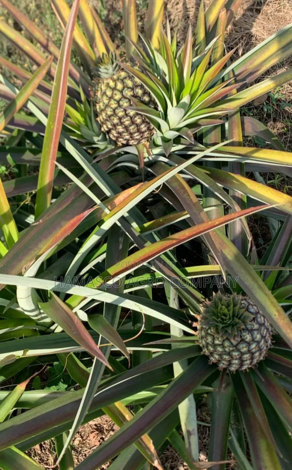Sweet Pineapple Suckers