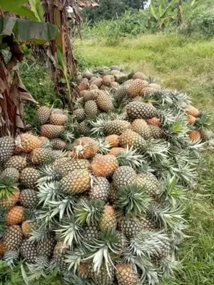 Sweet Pineapple Suckers