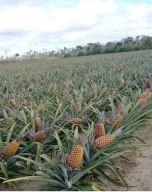 Sweet Pineapple Suckers
