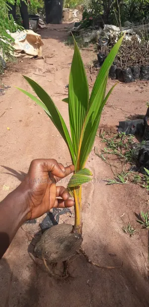 Dwarf Coconut Seedlings