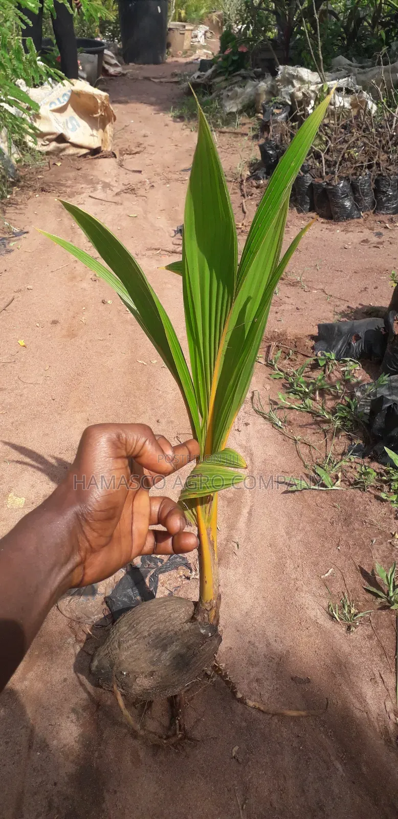 Dwarf Coconut Seedlings