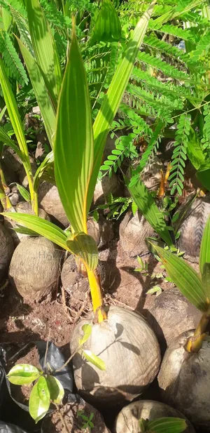 Dwarf Coconut Seedlings