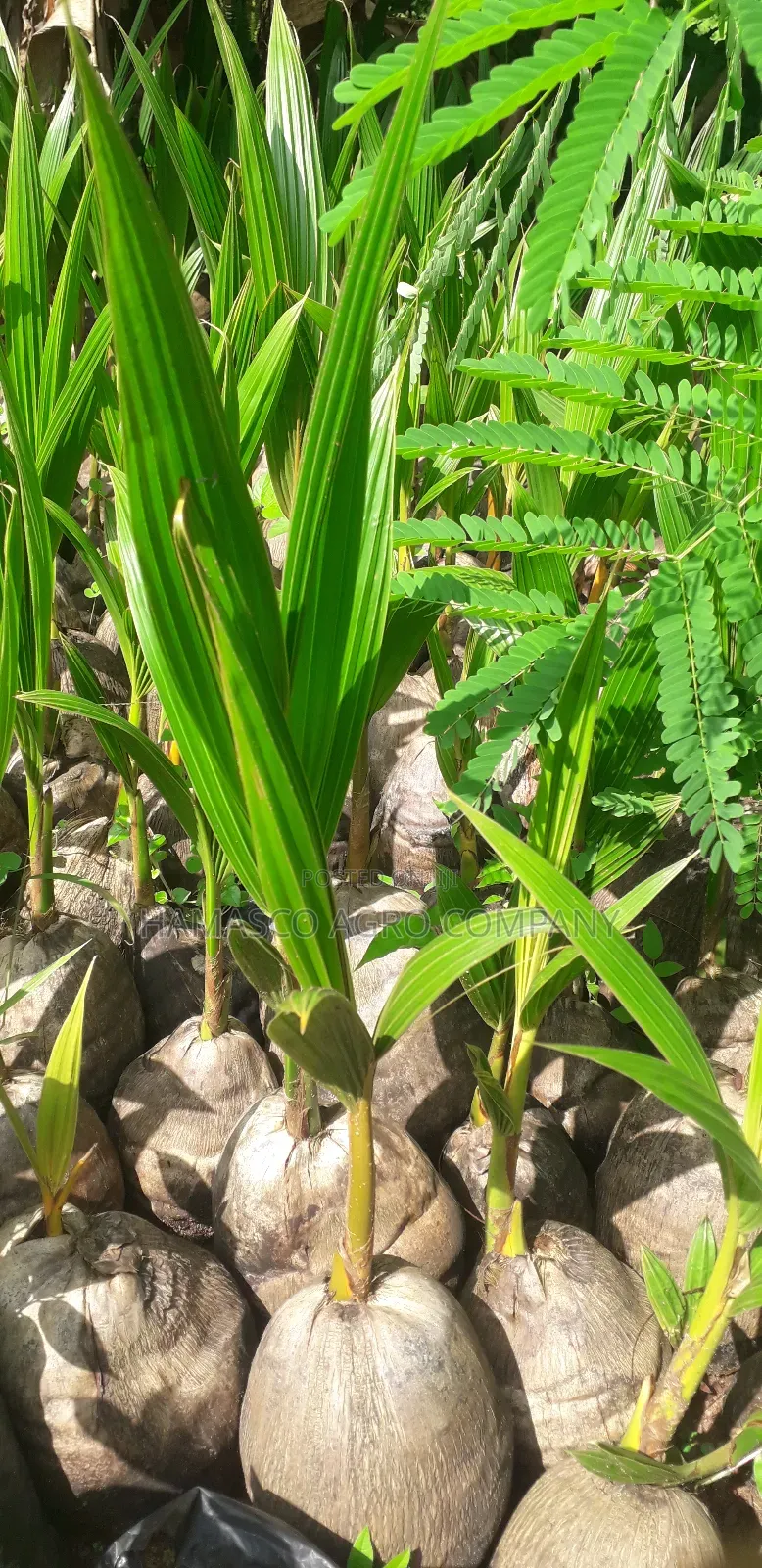 Dwarf Coconut Seedlings