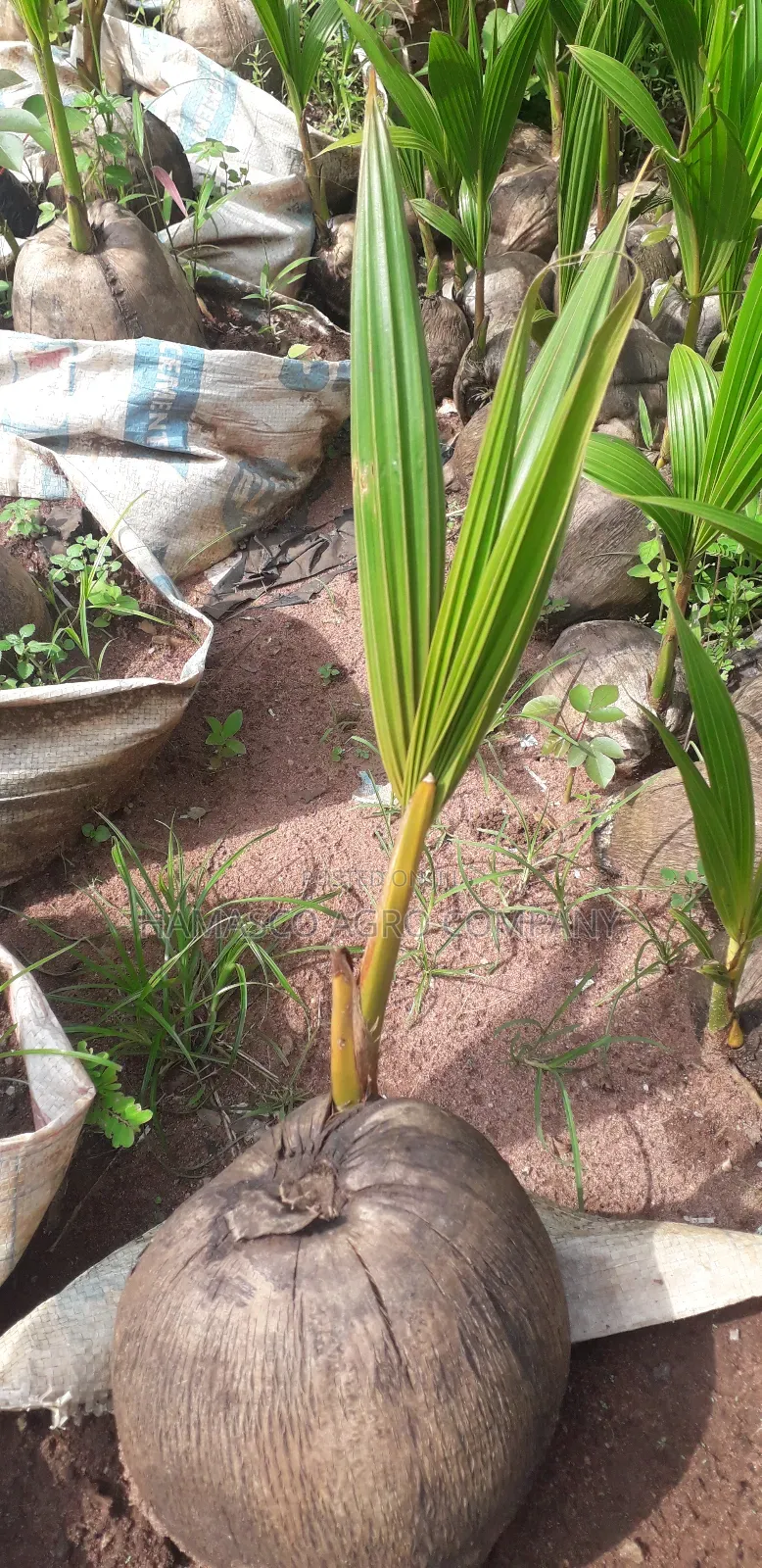 Dwarf Coconut Seedlings