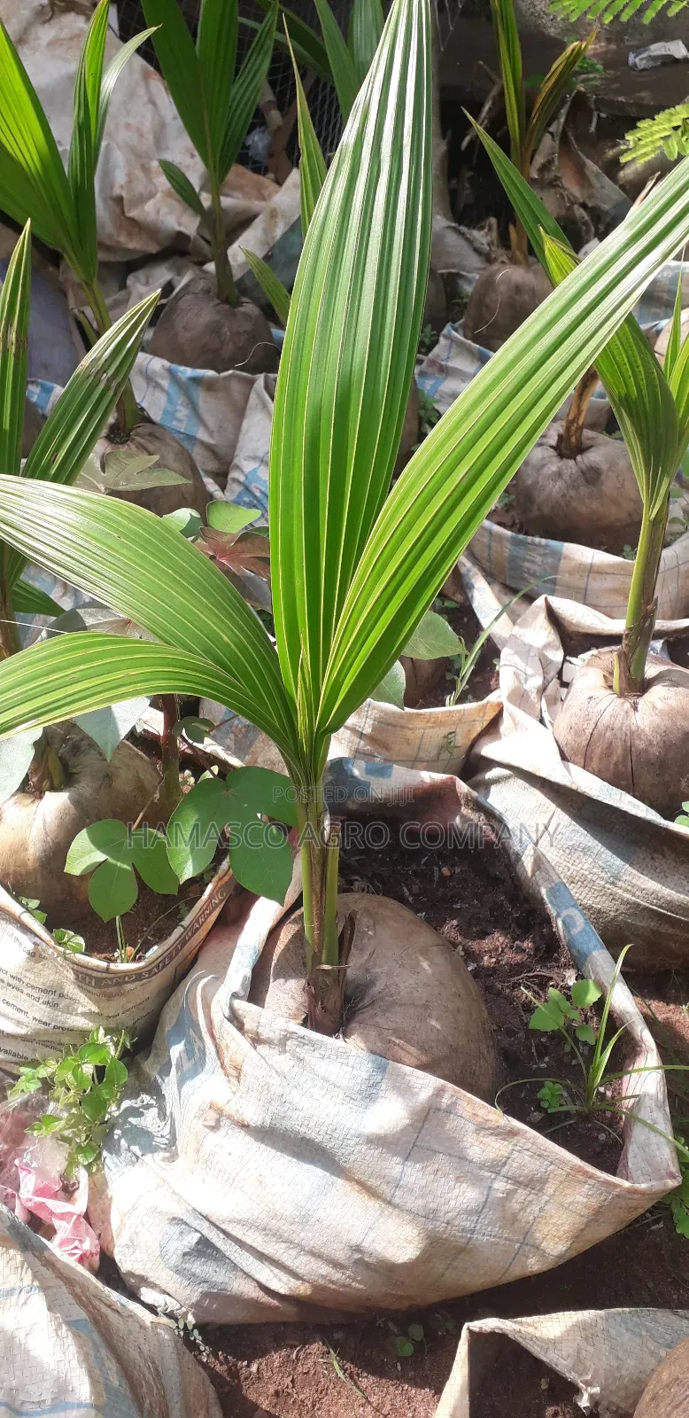Dwarf Coconut Seedlings