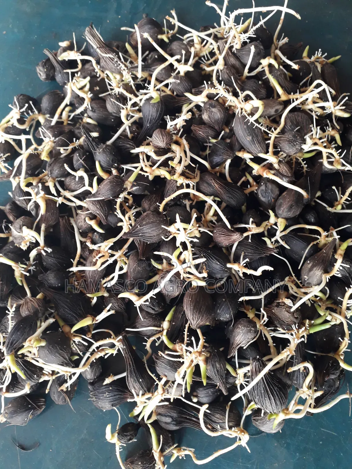 Hybrid Palm Seeds