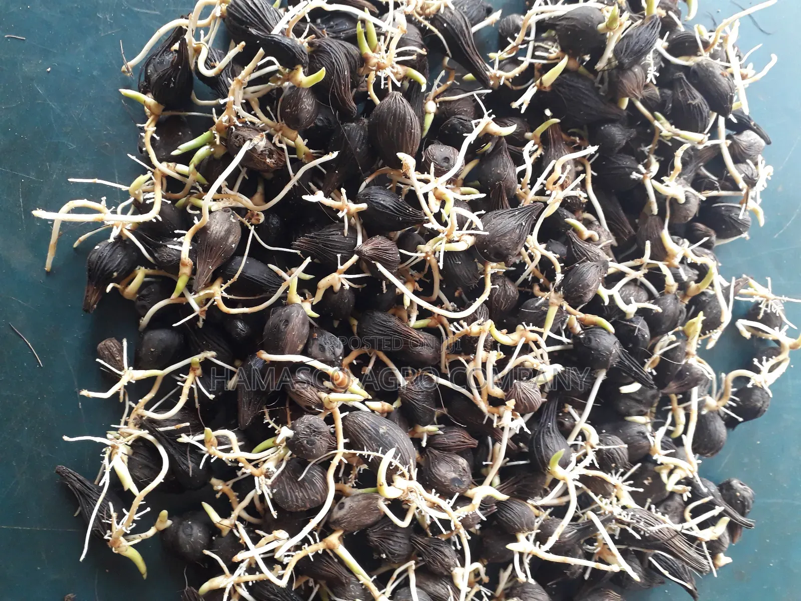 Hybrid Palm Seeds