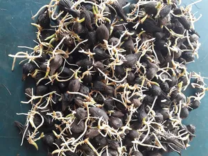 Hybrid Palm Seeds