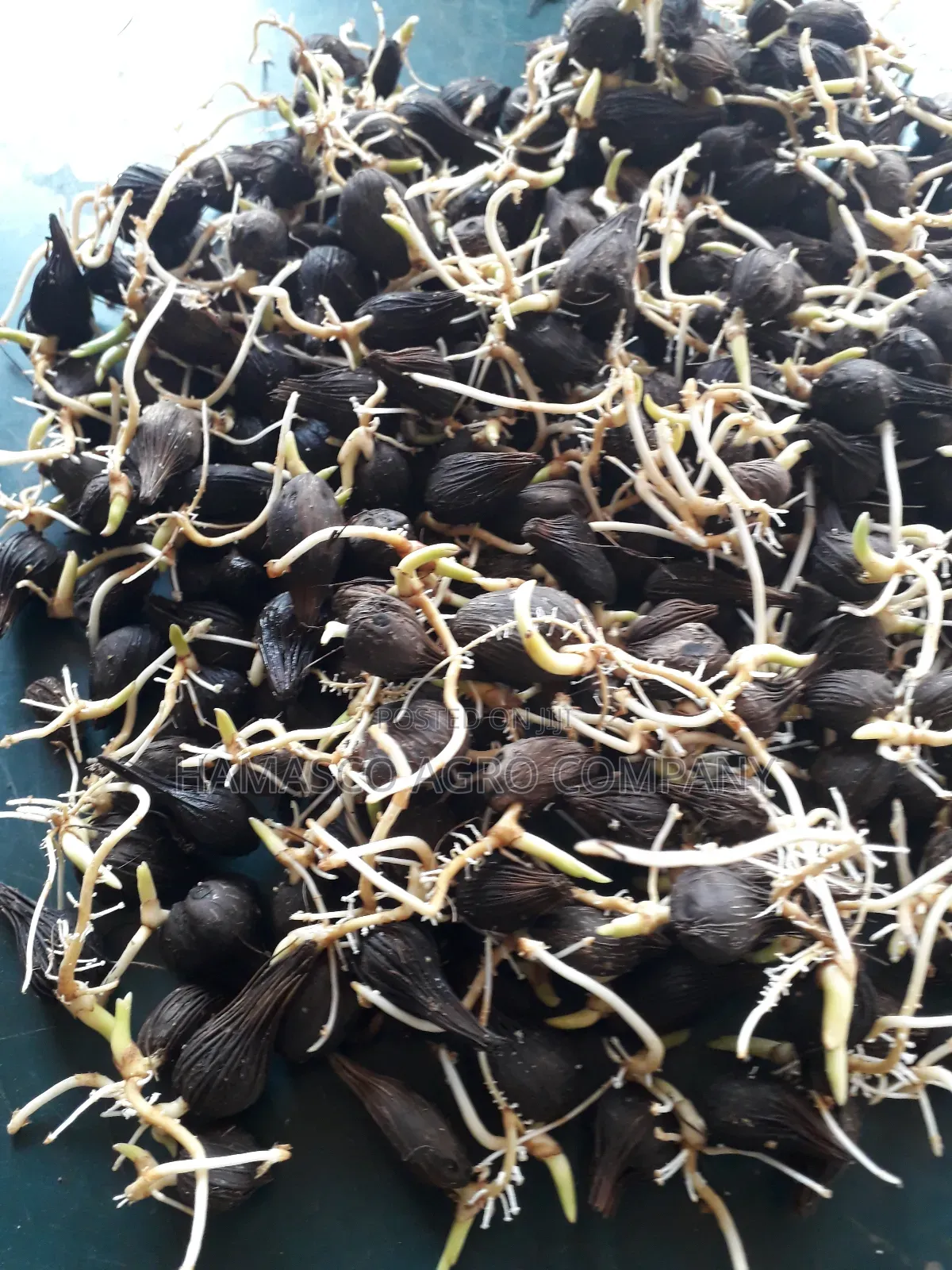 Hybrid Palm Seeds