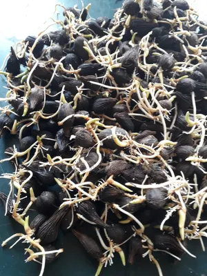 Hybrid Palm Seeds