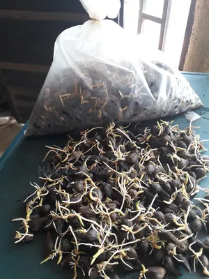 Hybrid Palm Seeds