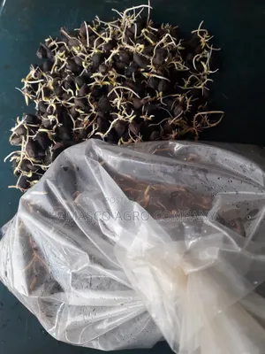 Hybrid Palm Seeds