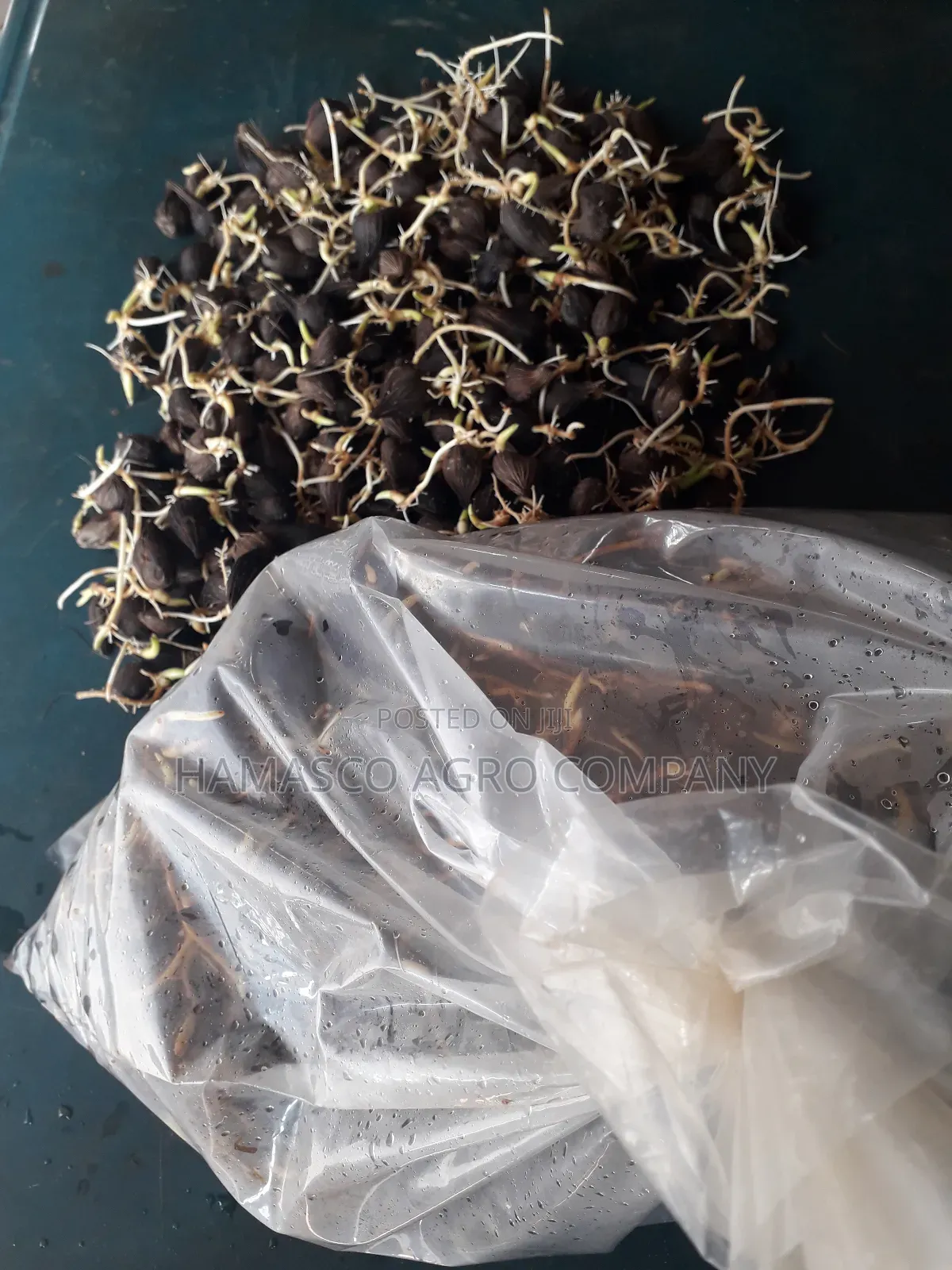 Hybrid Palm Seeds