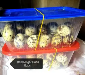 Quail Eggs Available for Sale