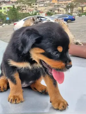Photo - 1-3 months Female Purebred Rottweiler