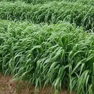 Bracharia Grass Seed