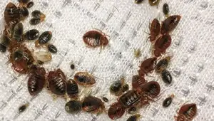 Call Us to Get Rid of Bedbugs