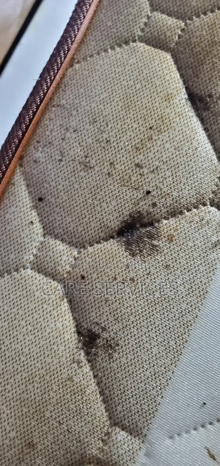 Call Us to Get Rid of Bedbugs
