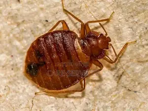 Get Ride of Bedbugs, Expert Fumigation