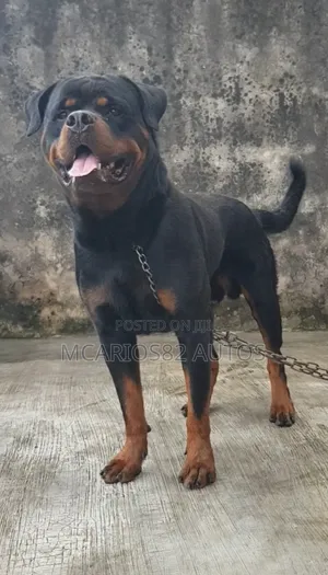 Photo - 1+ year Male Purebred Rottweiler