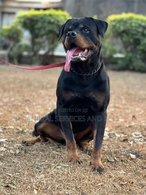 Photo - 1+ year Male Purebred Rottweiler