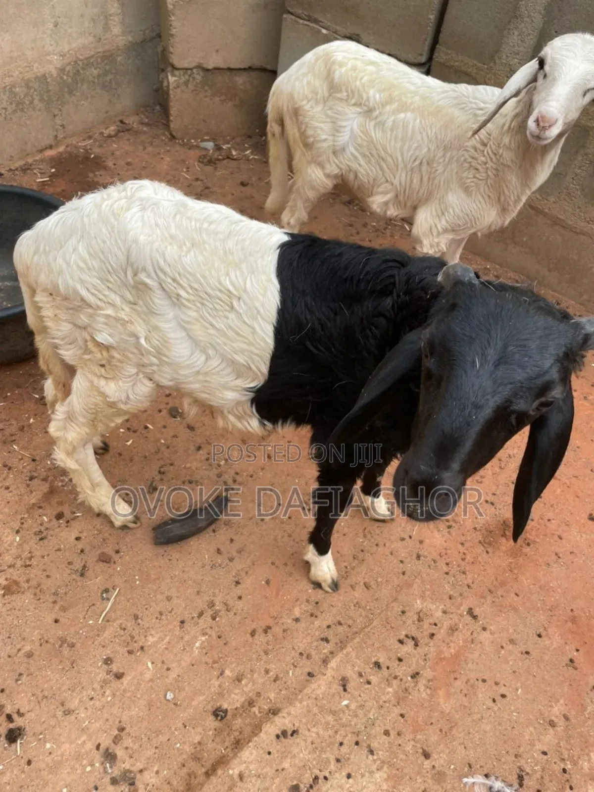Exotic Ram or Uder Ram