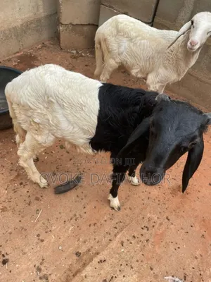 Exotic Ram or Uder Ram