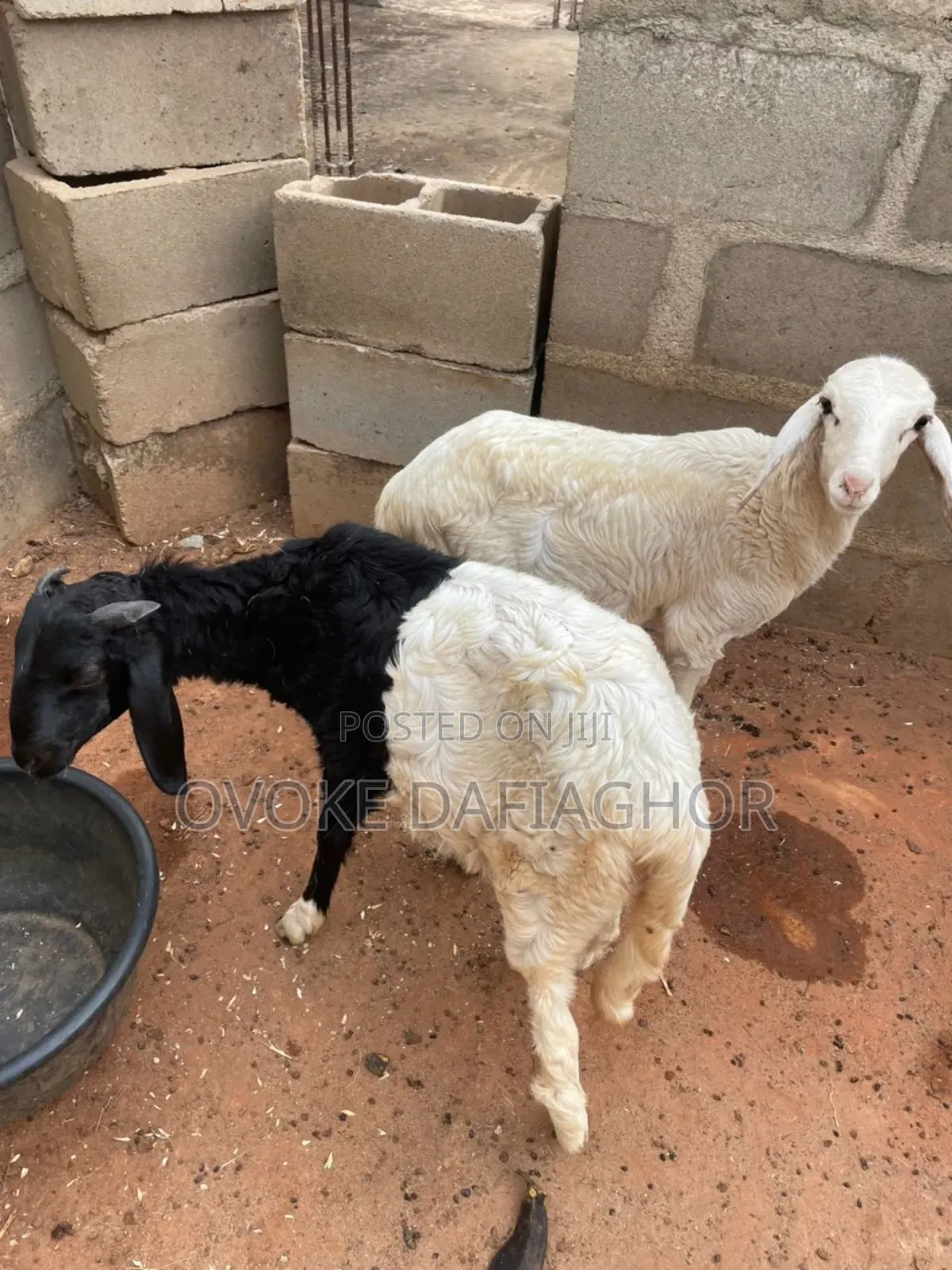 Exotic Ram or Uder Ram