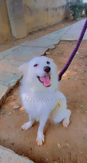6-12 months Male Purebred American Eskimo