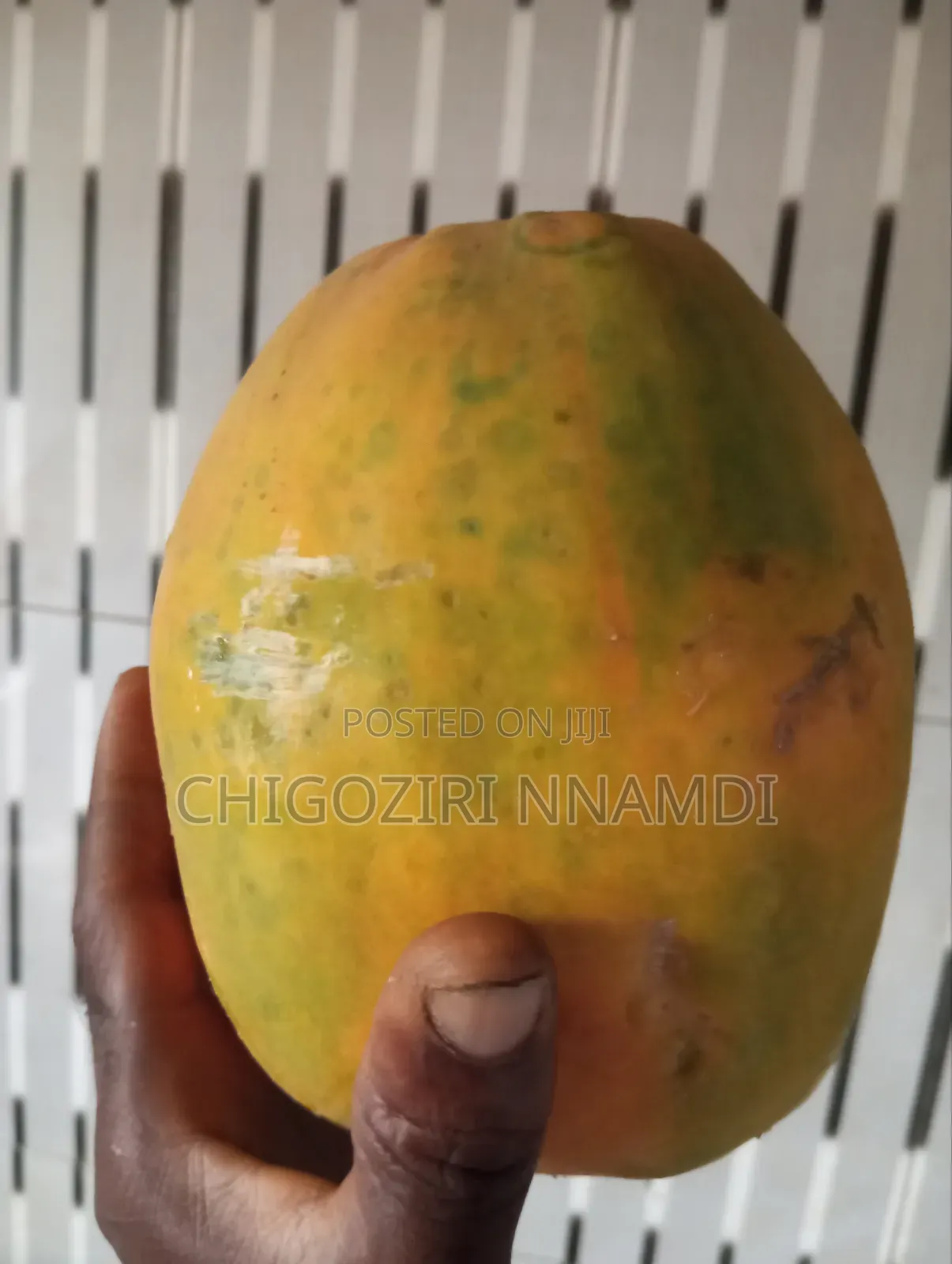 Red Lady Papaya Seeds and Seedlings