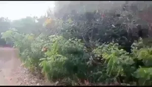 For Sale 25acres of Farmland With 1000,Trees of Cashew,Palm