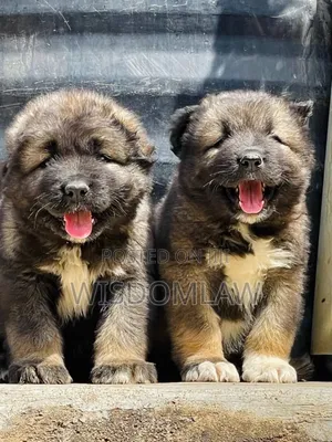 1-3 months Female Purebred Caucasian Shepherd