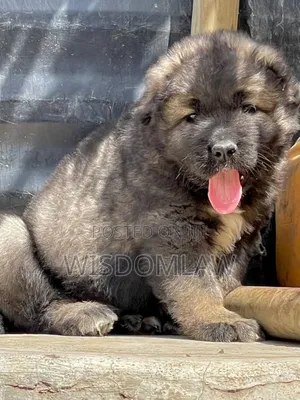 1-3 months Male Purebred Caucasian Shepherd