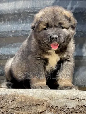 1-3 months Female Purebred Caucasian Shepherd